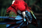10th Apr 2019 - Macaw