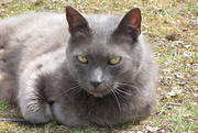 9th Apr 2019 - My Gray Kitty Cat