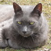 My Gray Kitty Cat by julie