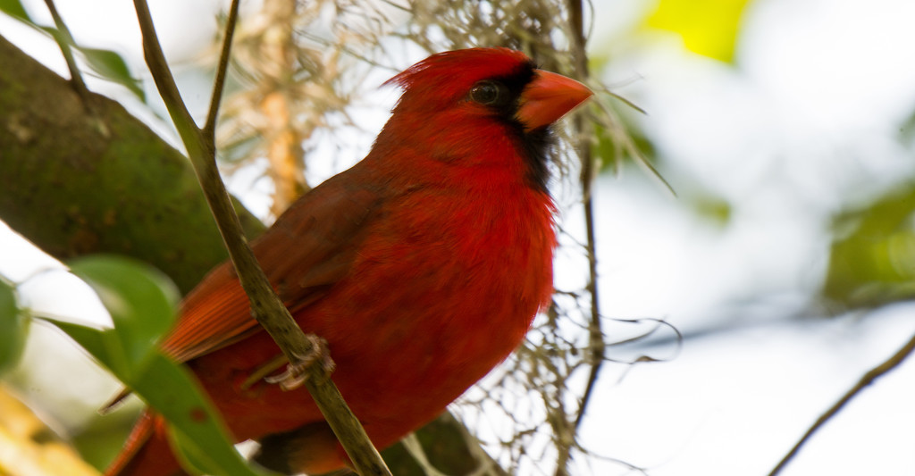 Mr Cardinal Up Close! by rickster549