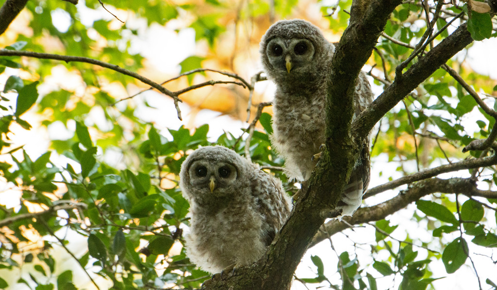 Baby Owls Getting Together Before Dinner! by rickster549