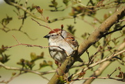 10th Apr 2019 - Little sparrow in my tree, come and sing to me