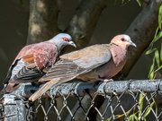 12th Apr 2019 - Speckled Pidgeon and Red-eyed Dove
