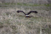 11th Apr 2019 - Northern Harrier, flying low as she hunts