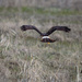 Northern Harrier, flying low as she hunts by lindasees