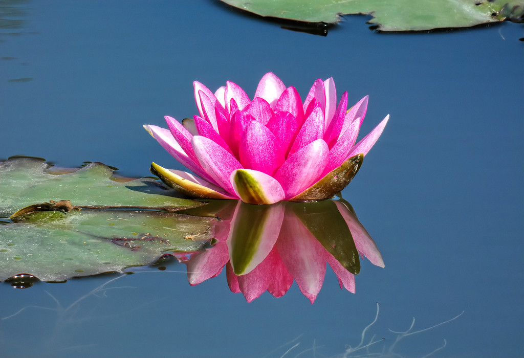 Water lily by ludwigsdiana