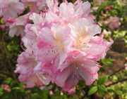12th Apr 2019 - Fluffly pink azalea