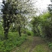 Spring Trees by oldjosh