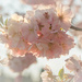 Blooming time by haskar