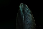 12th Apr 2019 - Study of a Feather
