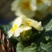 primroses in a basket by quietpurplehaze