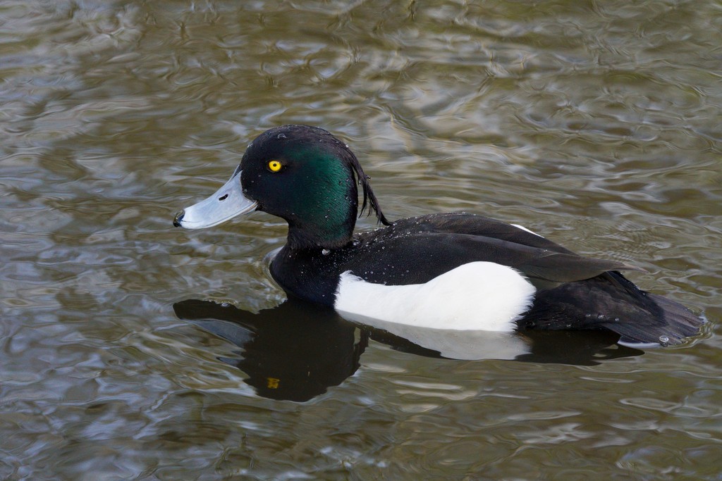 CLEARLY A TUFTED DUCK by markp