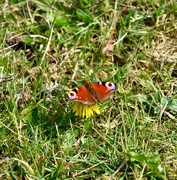 10th Apr 2019 - Peacock Butterfly