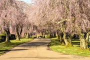 12th Apr 2019 - Cherry Blossoms