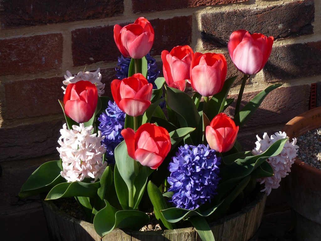  Tulips and Hyacinths  by susiemc