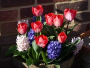 10th Apr 2019 -  Tulips and Hyacinths 