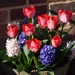  Tulips and Hyacinths  by susiemc