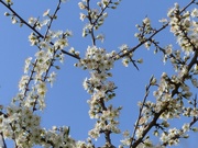 11th Apr 2019 - Blackthorn and Blue Sky