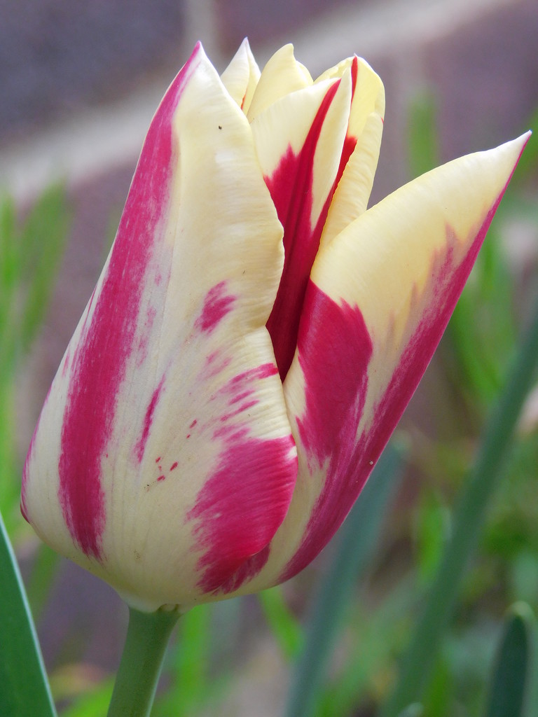  New tulip by 365anne