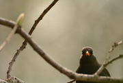 12th Apr 2019 - Blackbird (female).......