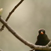 Blackbird (female)....... by ziggy77