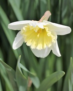 2nd Apr 2019 - April 2: Daffodil