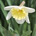 April 2: Daffodil by daisymiller