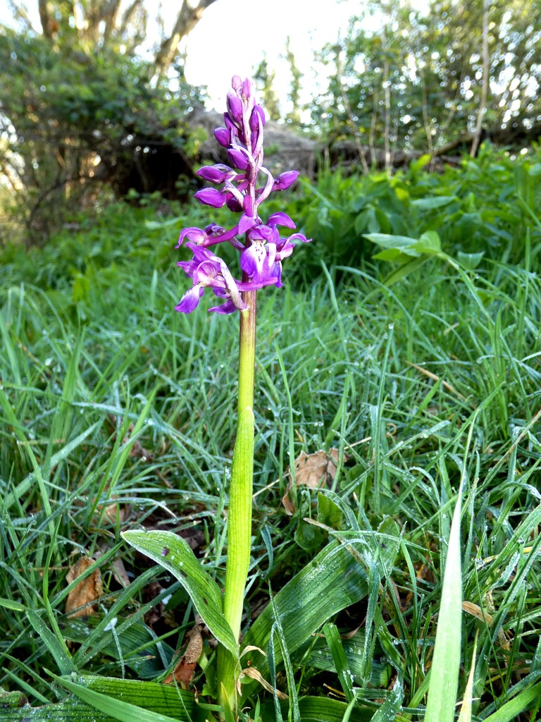 Early Purple Orchid by julienne1