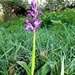 Early Purple Orchid by julienne1