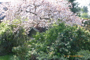 12th Apr 2019 - Another view of the garden ,the cherry tree in full blossom