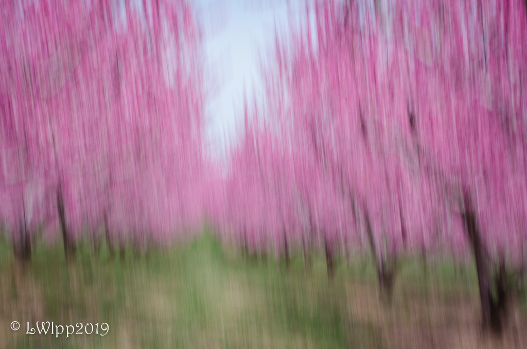 Blossom Blur  by lesip