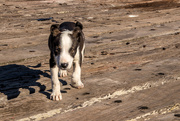 12th Apr 2019 - Harbour Pup