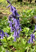 12th Apr 2019 - Bluebell