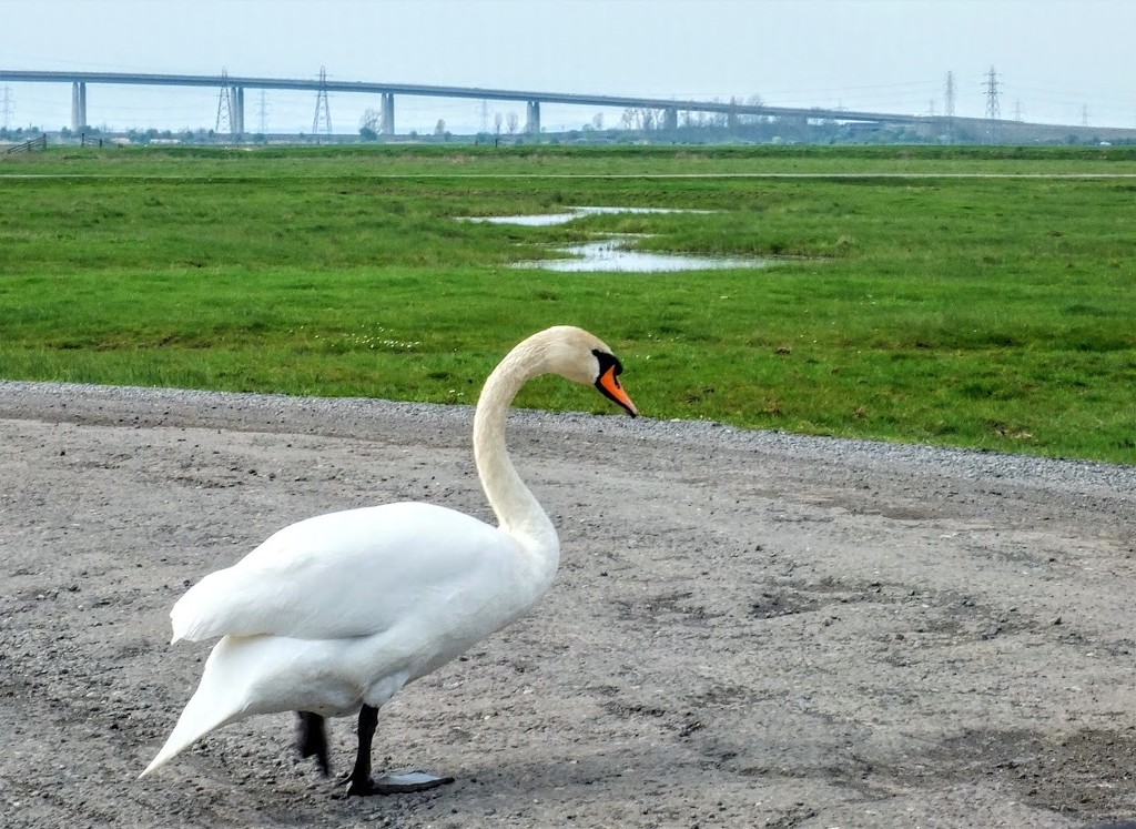 Watch out swan crossing! by bigmxx