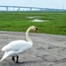 Watch out swan crossing! by bigmxx