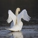 Swan Stretch by dailydelight