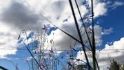 13th Apr 2019 - Grass, Bluebell, wires and clouds.