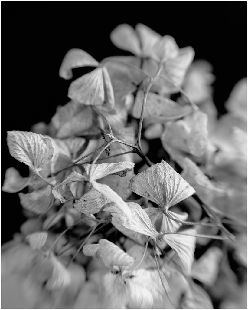 hydrangea blossom b&w by jernst1779