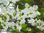 8th Apr 2019 - Dogwood tree blooming