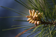 12th Apr 2019 - Pinecones in the Making