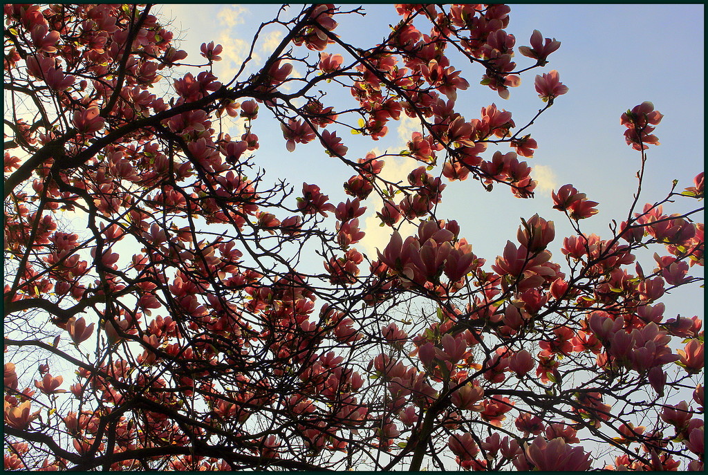 Magnolia flowers.2  (A lot) by pyrrhula