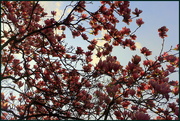 12th Apr 2019 - Magnolia flowers.2  (A lot)