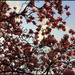 Magnolia flowers.2  (A lot) by pyrrhula
