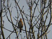 12th Apr 2019 - Song thrush singing its heart out