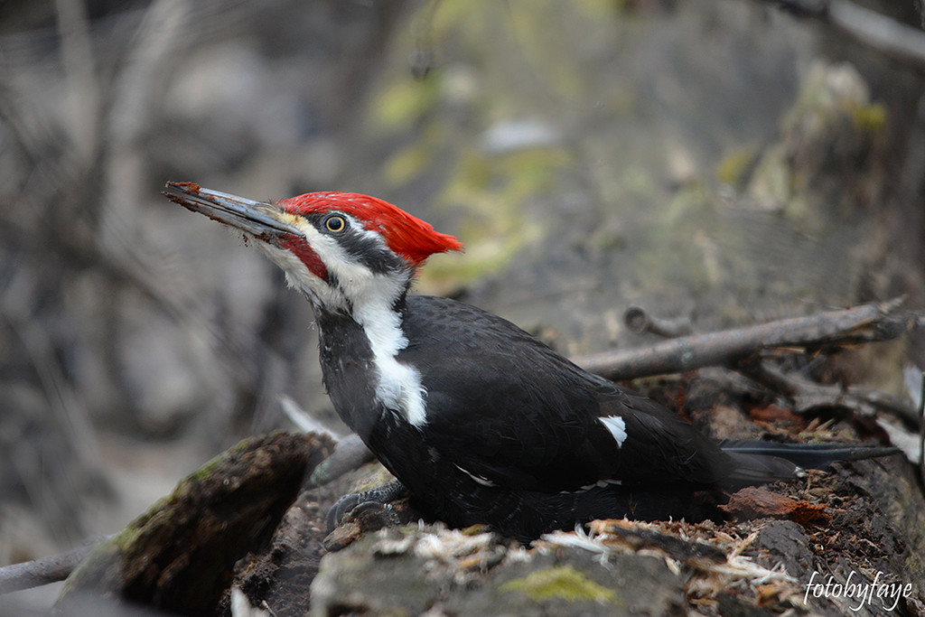 Pileated woodpecker! by fayefaye