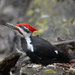 Pileated woodpecker! by fayefaye