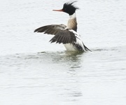 12th Apr 2019 - Duck aerobics