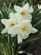 10th Apr 2019 - More daffodils 