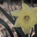 Daffodil by lstasel