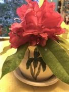 12th Apr 2019 - Rhododendron in Cream